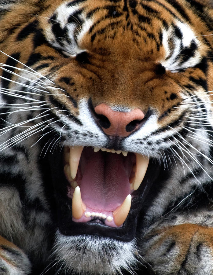 Tiger Photograph by Andrewkravchenko Tiger Photograph by Andrewkravchenko