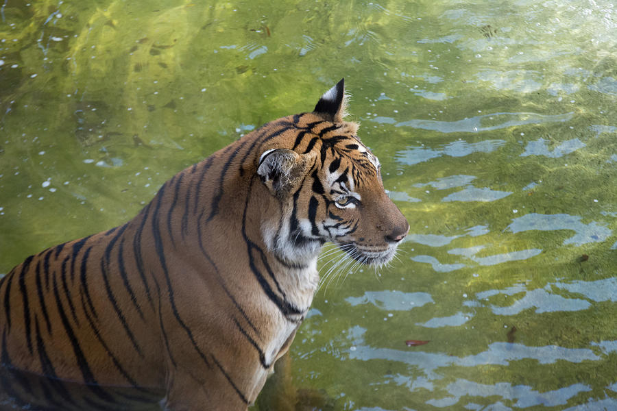 Tiger at Water Photograph by Margaret Zabor