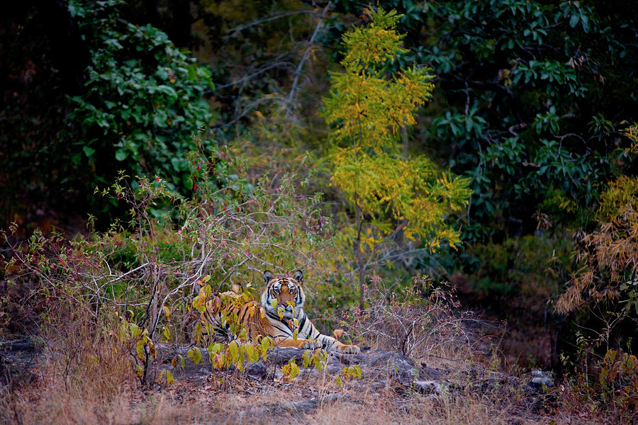 Tiger, Bandhavgarh National Park, India Photograph by Mint Images/ Art Wolfe