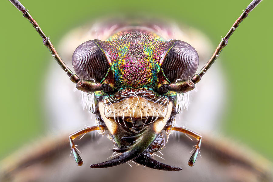 Nature Photograph - Tiger Beetle by Vida