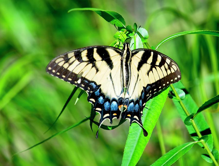 Tiger Butteryfly Resting on Plant Branch Photograph by Douglas Barnett