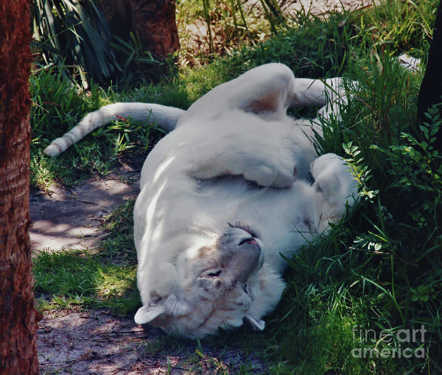 Wildlife Photograph - Tiger - Cat - Nap by D Hackett