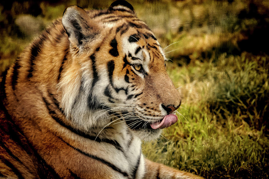 Tiger by Chris Boulton Tiger by Chris Boulton