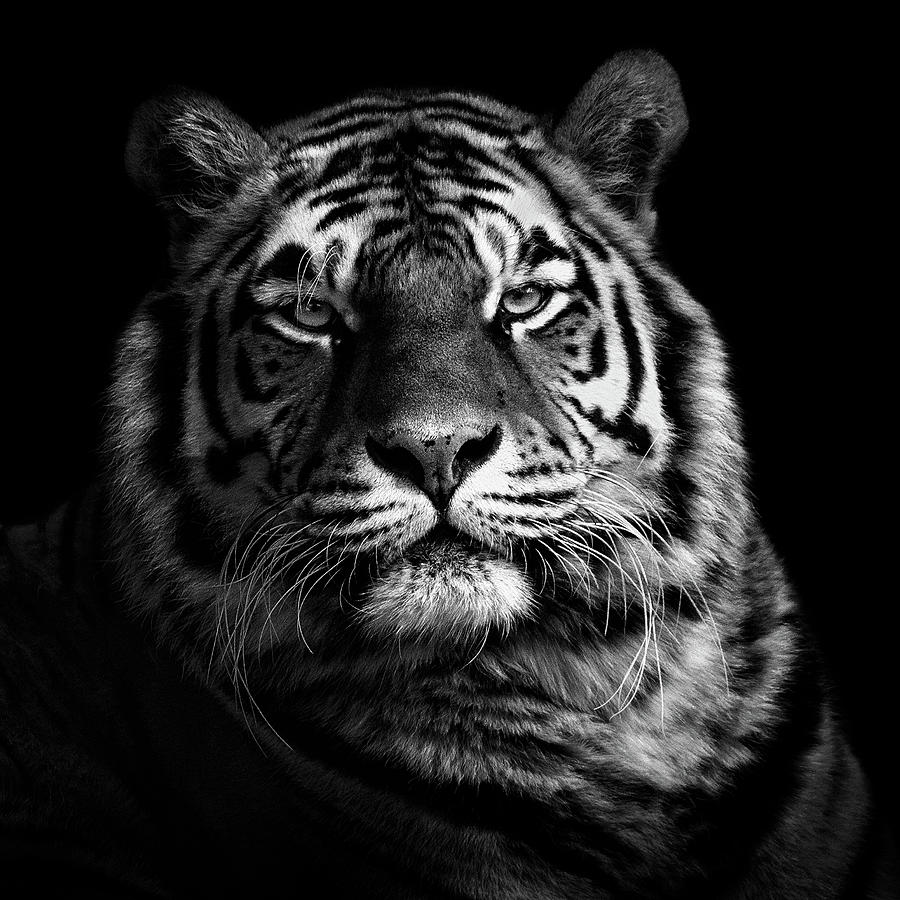 Tiger Photograph by Christian Meermann