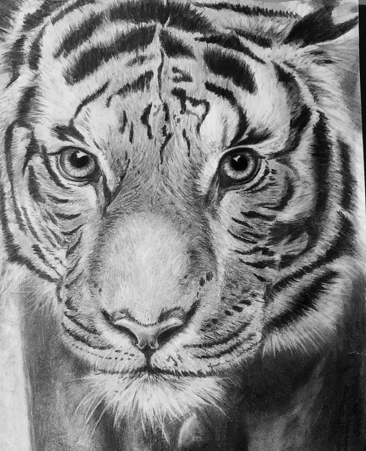 Tiger Drawing by Christopher Alonzo - Fine Art America