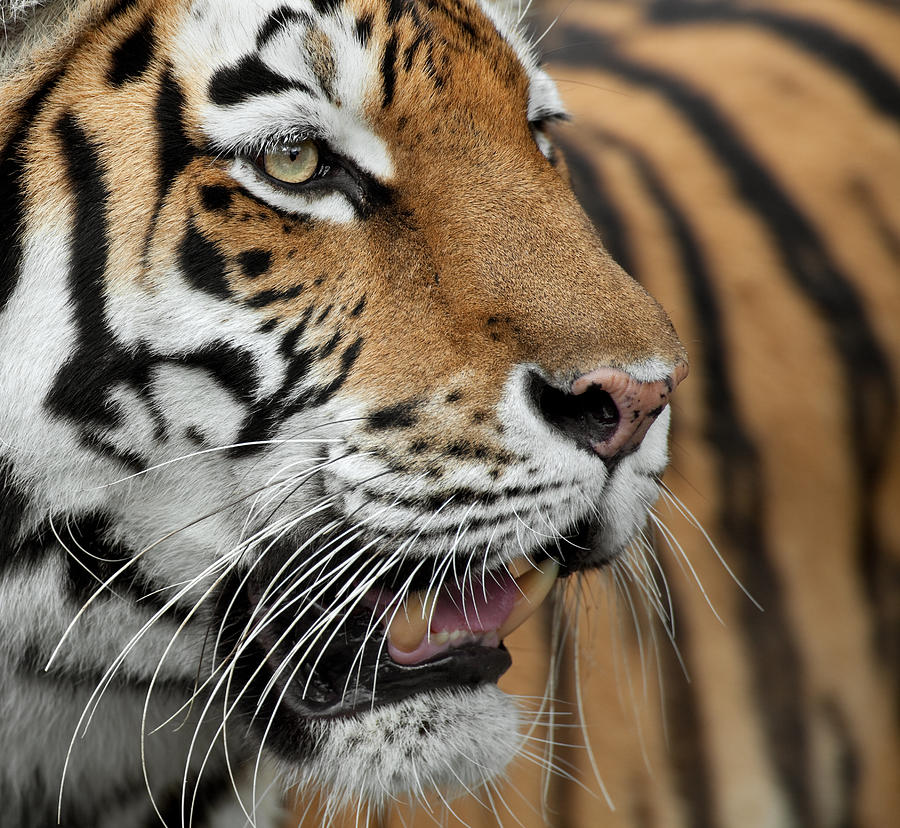 Tiger Close Up Photograph by Andyworks