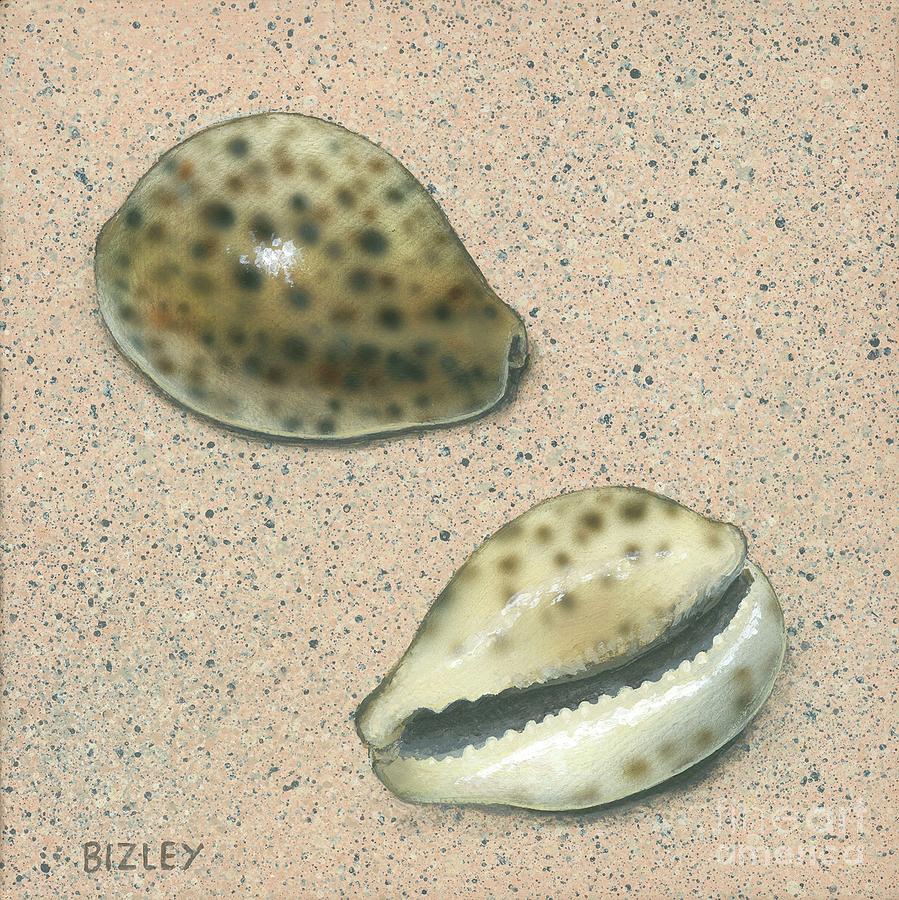 Tiger Cowrie Shells by Richard Bizley/science Photo Library