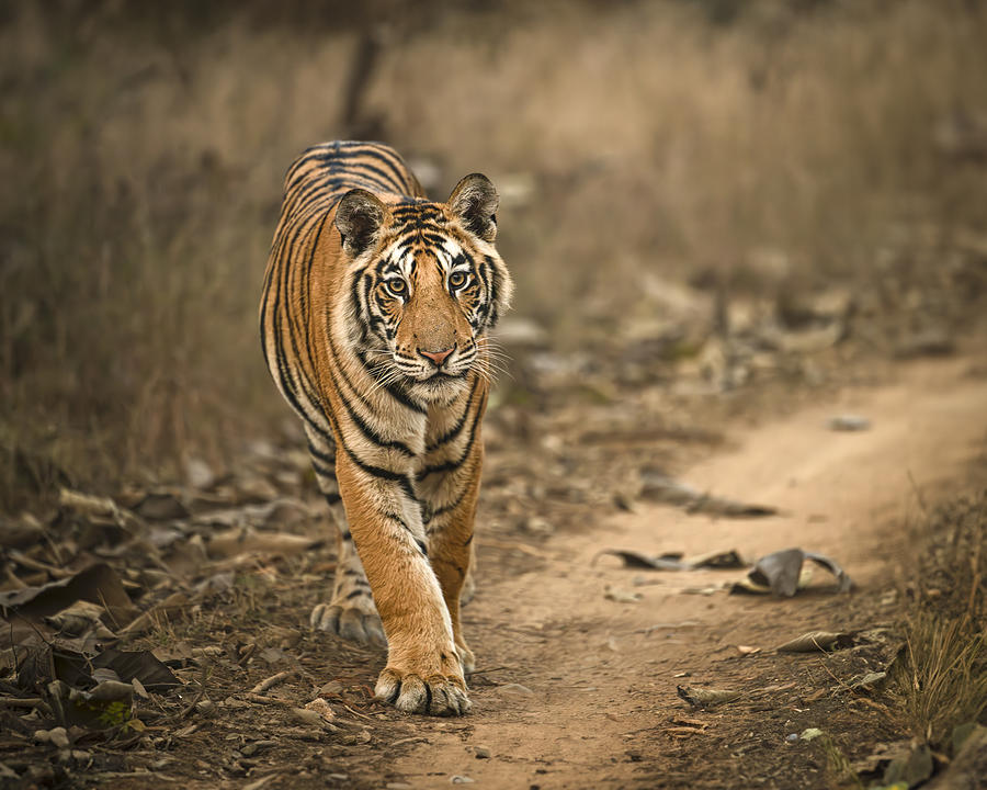 Tiger Cub Photograph by Nara Simhan