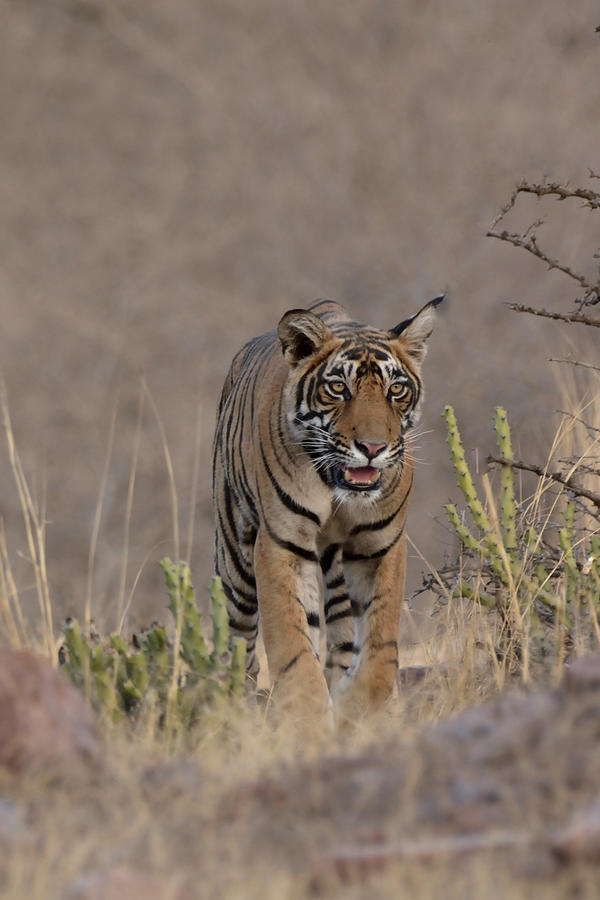 Tiger Cub On Evening Stroll Photograph by Kedar Tambe
