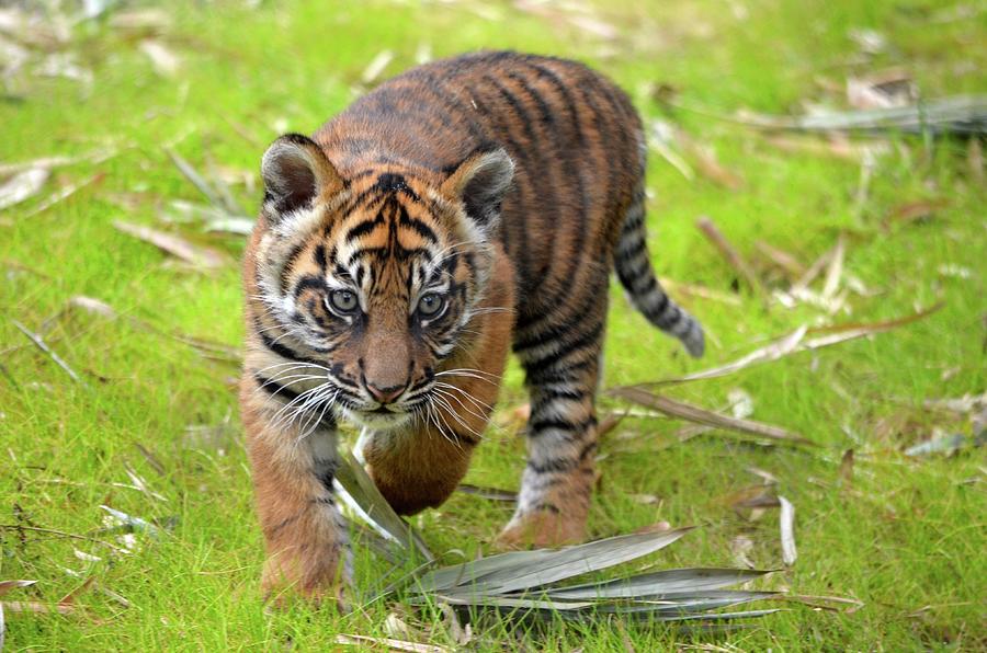 Wildlife Photograph - Tiger Cub on the Move by Richard Bryce and Family