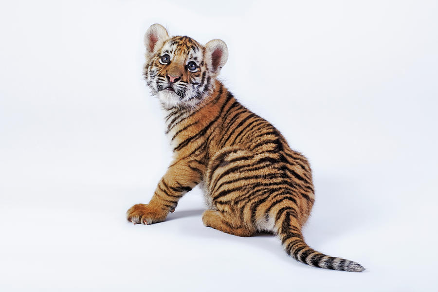 Tiger Cub Panthera Tigris Against White Photograph by Martin Harvey