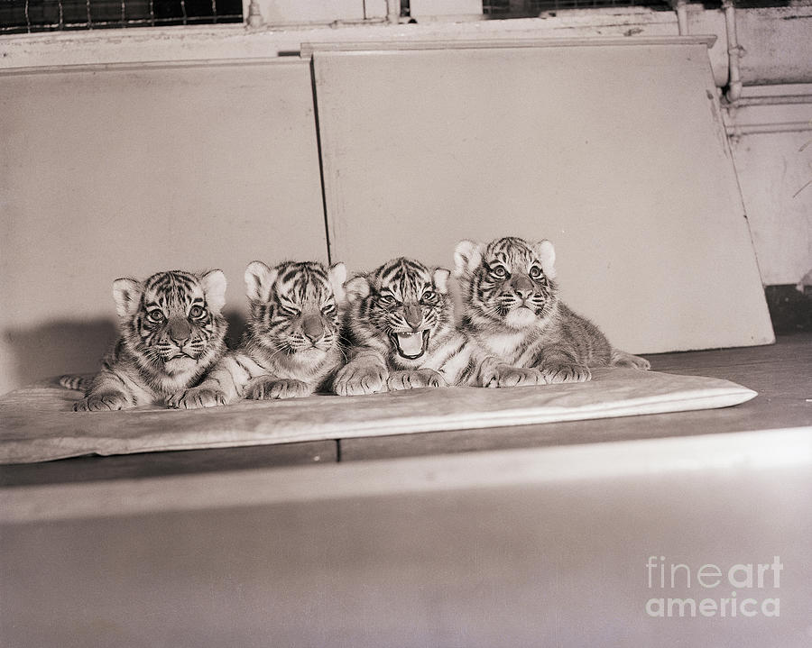 Tiger Cub Quadruplets At Bronx Zoo Photograph by Bettmann