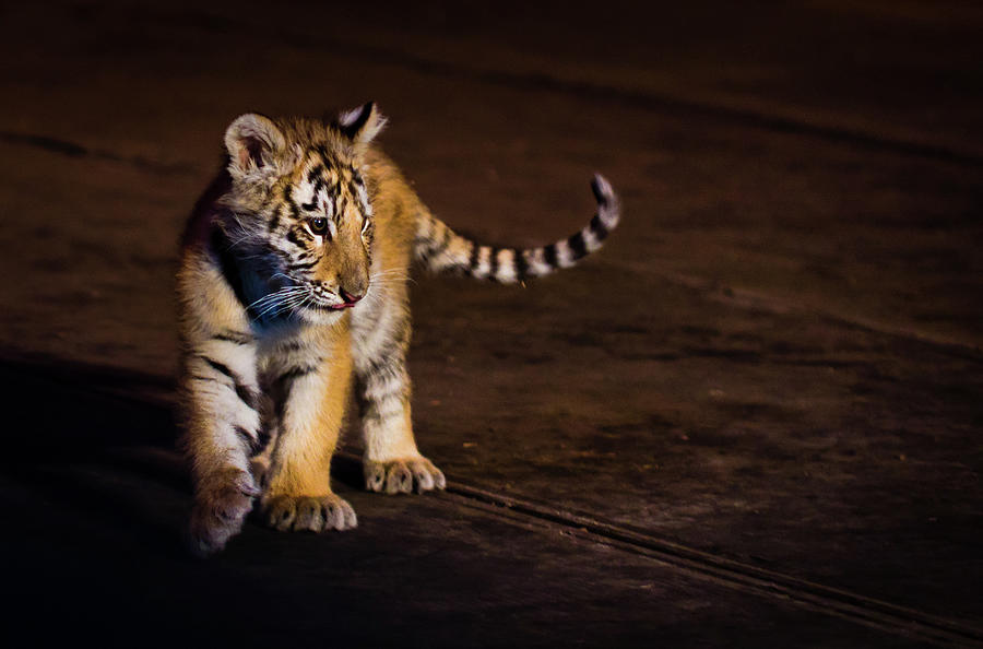 Tiger Cub Photograph by Thousand Word Images By Dustin Abbott
