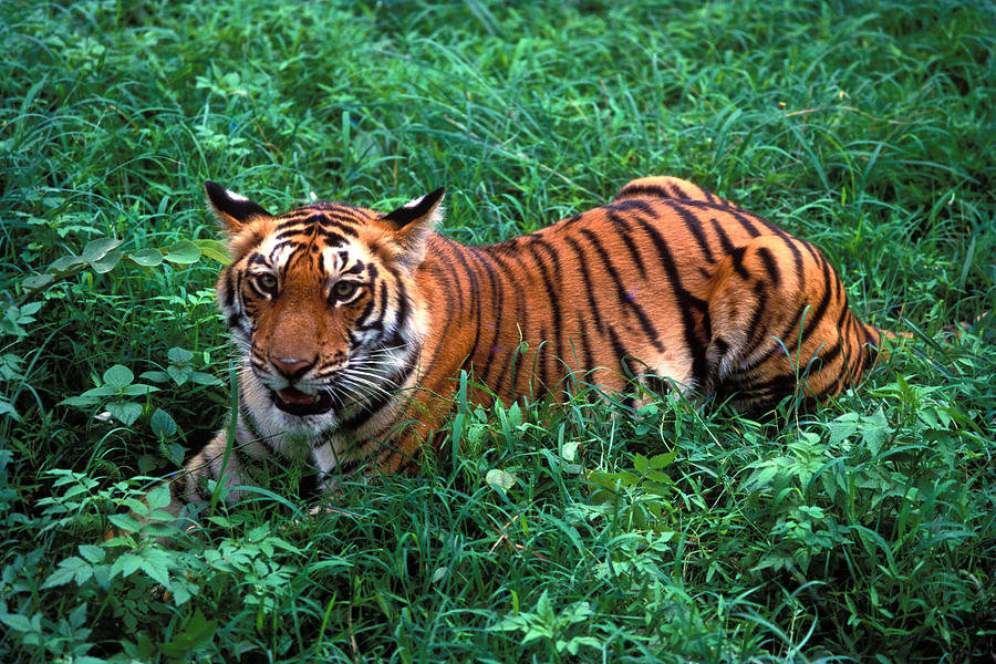 Animal Photograph - Tiger Cub by Vijayamurthy S