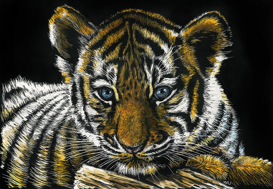 Tiger Cub Drawing by William Underwood Tiger Cub Drawing by William Underwood
