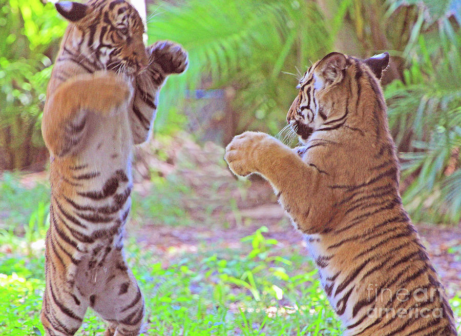 Tiger Cubs boxing Photograph by Larry Nieland