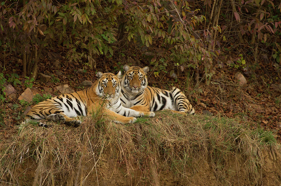 Tiger Cubs Photograph by *swatikulkarni*