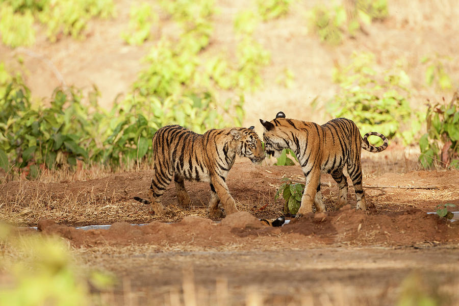 Tiger Cubs, Tadoba Photograph by Ab Apana