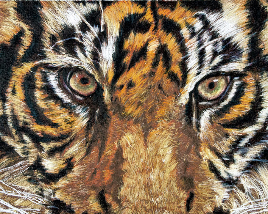 Tiger  Drawing by David Martin