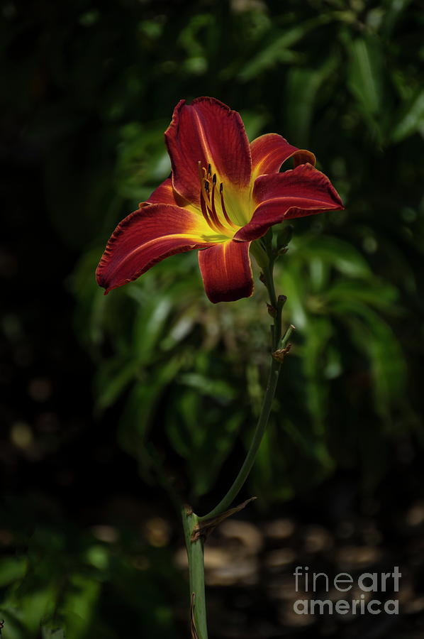 Tiger Day Lily Photograph by Alex Morales