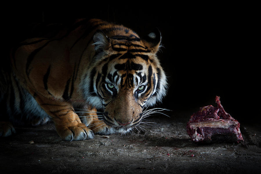 Tiger Dinner Photograph by By Valentijn Tempels