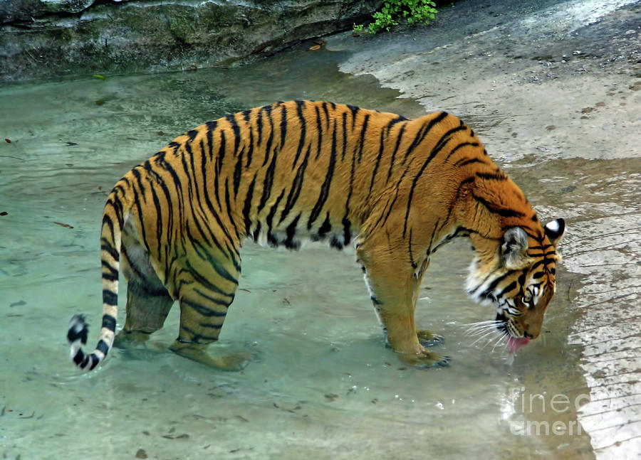 Tiger Drinking Photograph by D Hackett