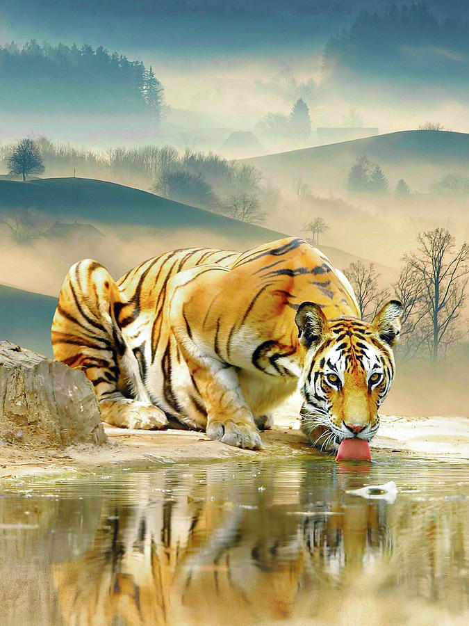 Tiger Mixed Media - Tiger Drinking Water by Ata Alishahi