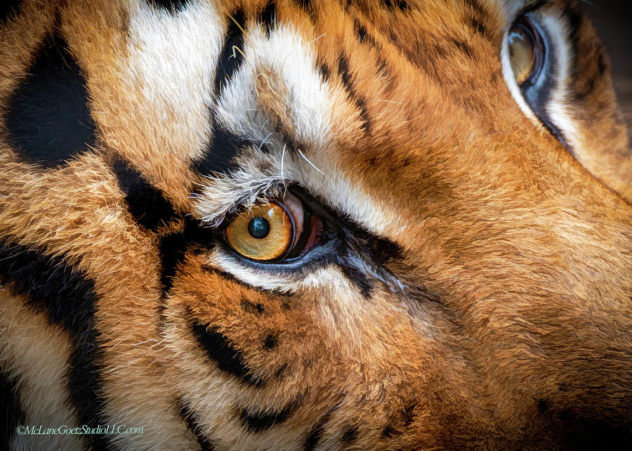 Tiger Eye Photograph by LeeAnn McLaneGoetz McLaneGoetzStudioLLCcom