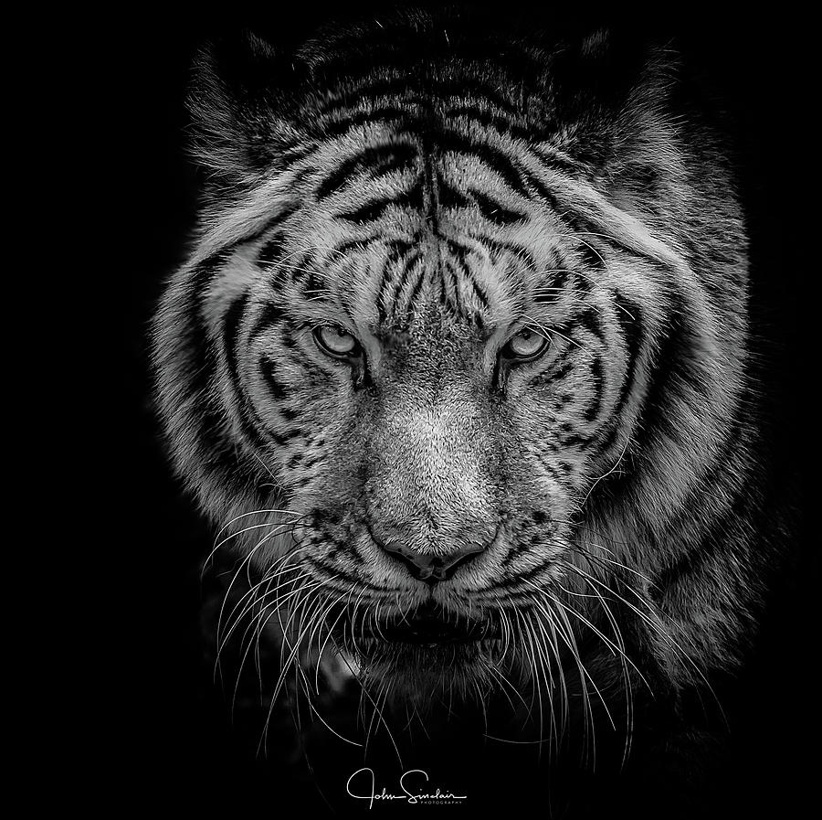 Tiger Eyes Photograph by John Sinclair - Fine Art America