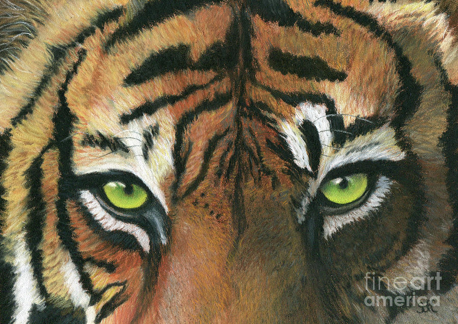 images of tiger eyes