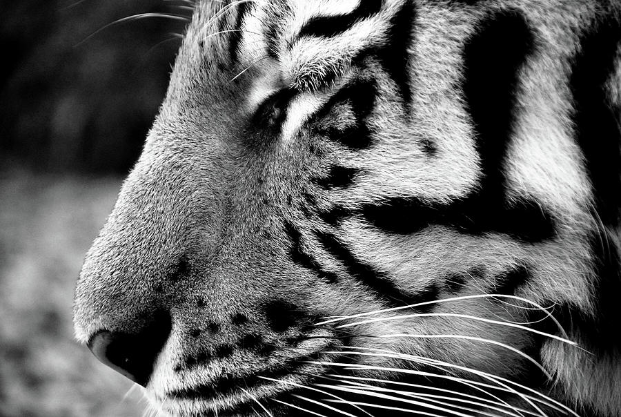 Tiger Face Photograph by Angi71
