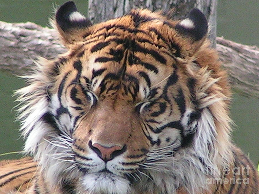 Tiger Face Photograph by Sam Johnson - Fine Art America