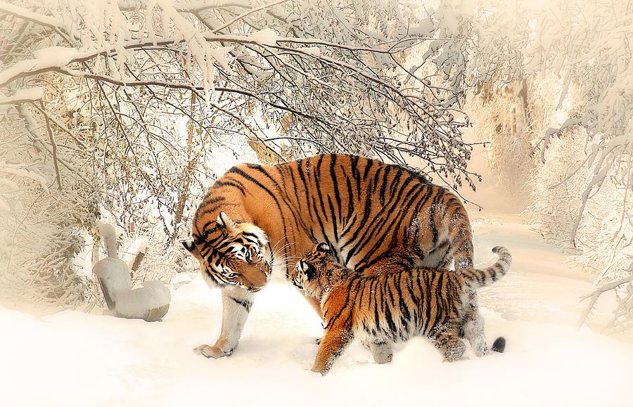 Tiger family Photograph by Top Wallpapers