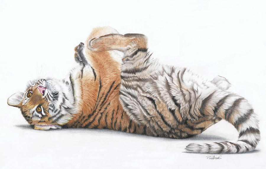 Tiger Feet Drawing by Peter Williams