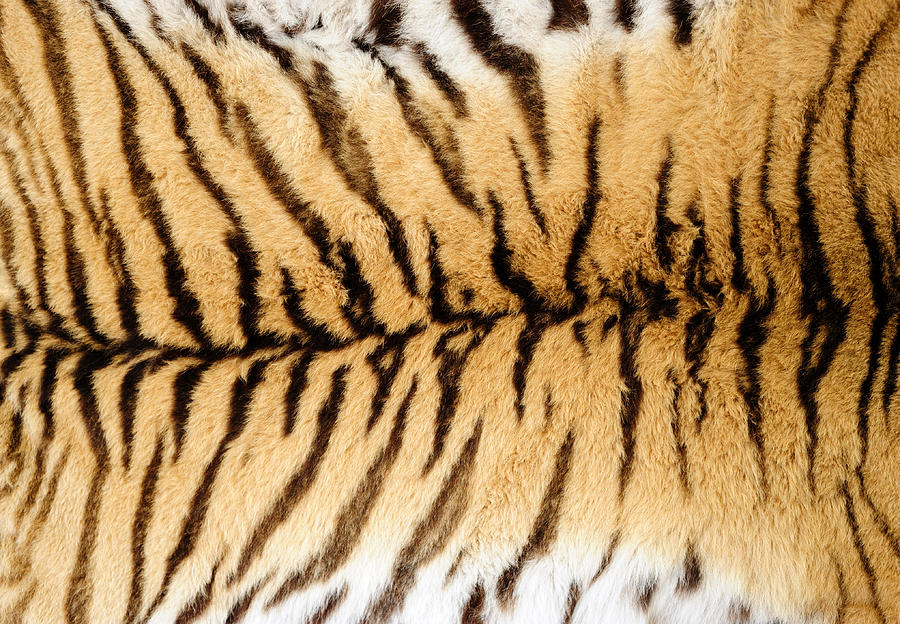 Tiger Fur Photograph by Freder