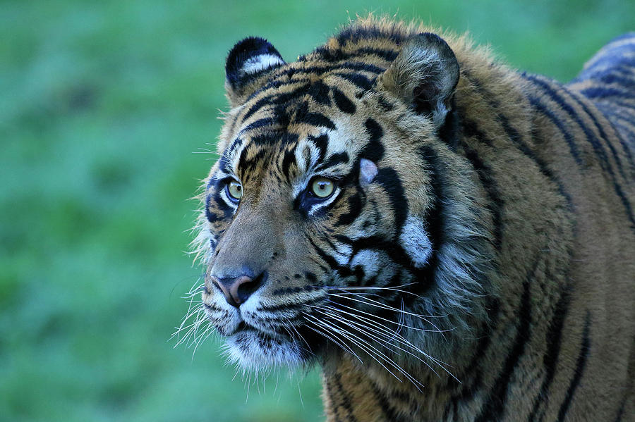 Tiger Gaze Photograph by Steve McKinzie