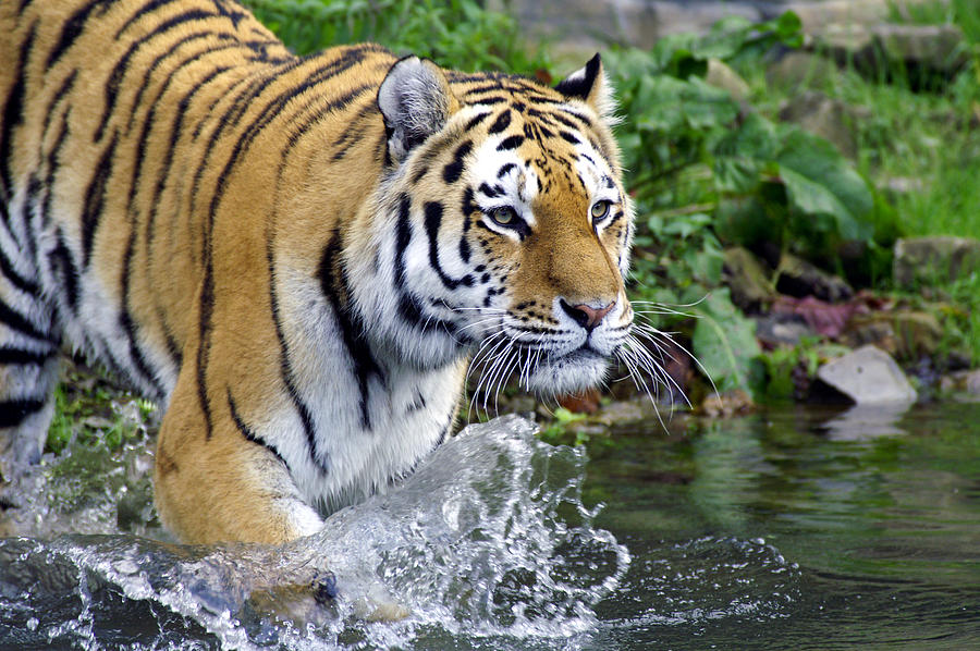 Tiger Goes Into The Water Photograph by Schnuddel