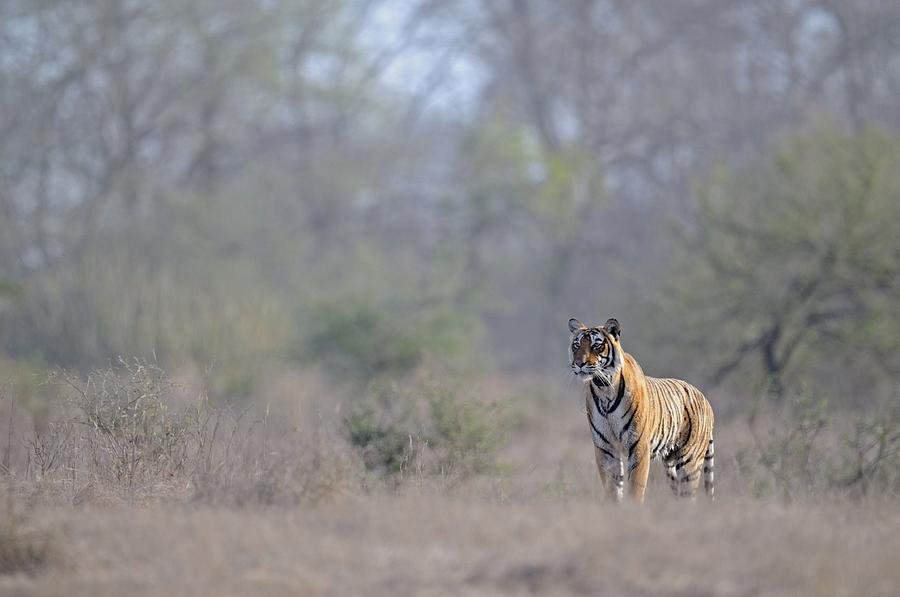 Tiger Habitat Photograph by Aditya Singh