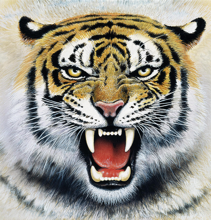 Tiger Roaring Painting - Tiger by Harro Maass