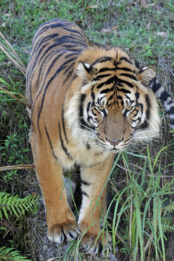 Tiger In Grass Photograph by Jennifer Robin