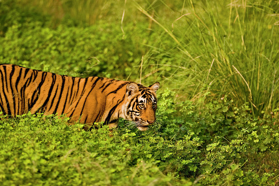 Tiger In Green Bushes Photograph by Aditya Singh