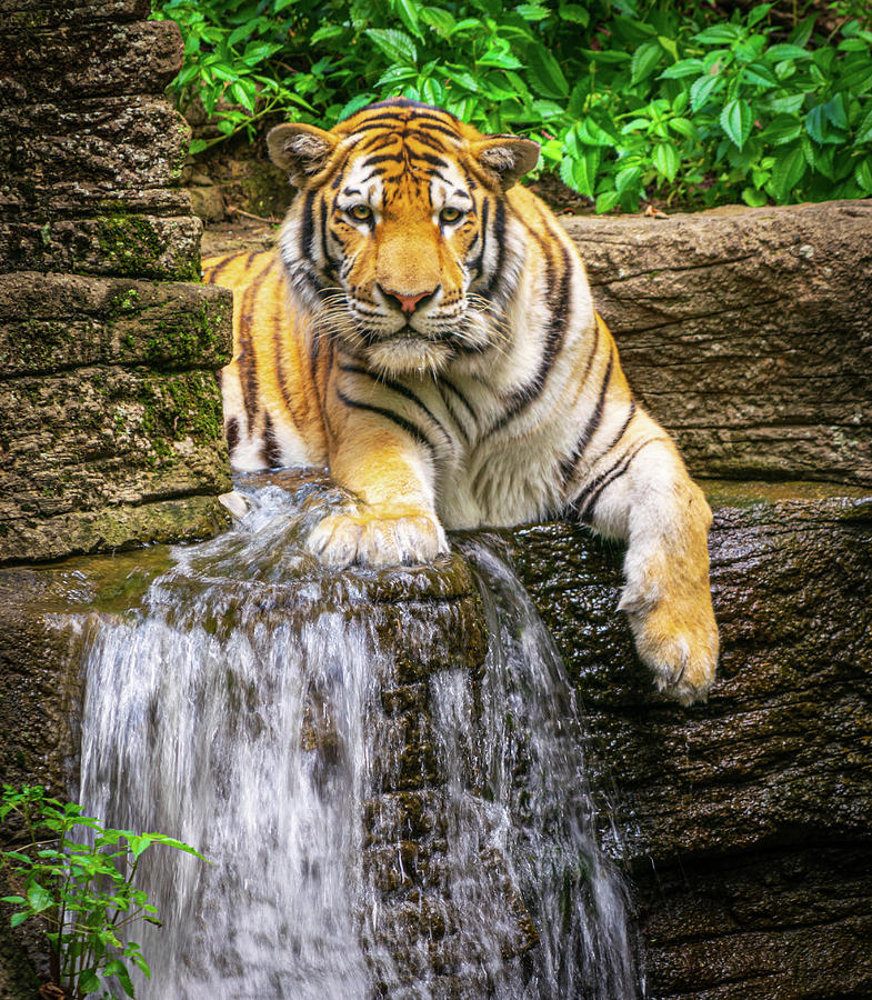 Tiger in Paradise Photograph by Aaron Geraud