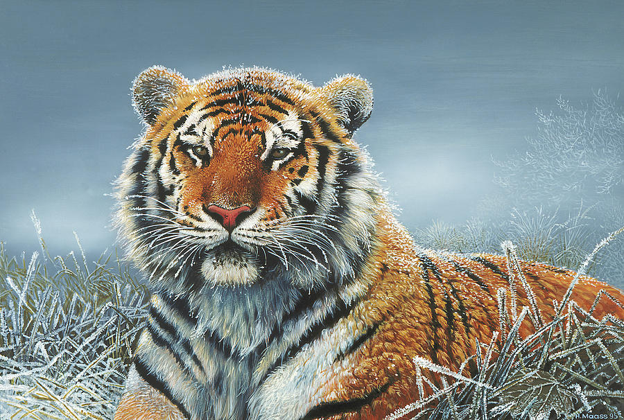 Tiger Painting - Tiger In Snow by Harro Maass