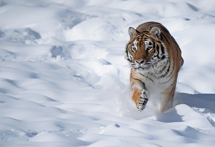 Tiger In Snow Photograph