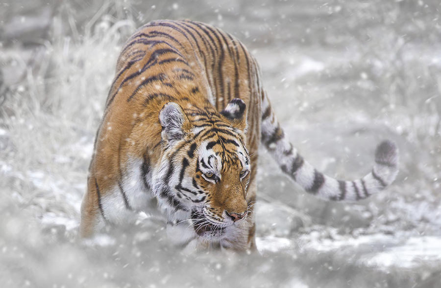 Tiger In Storm Photograph by Ozan Aktas