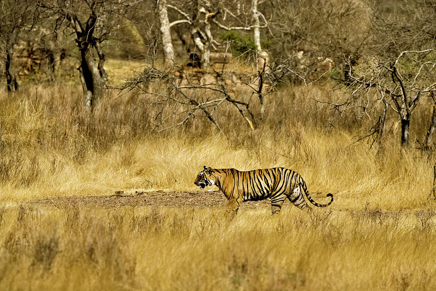 Tiger In The Dry Deciduous Habitat by Aditya Singh