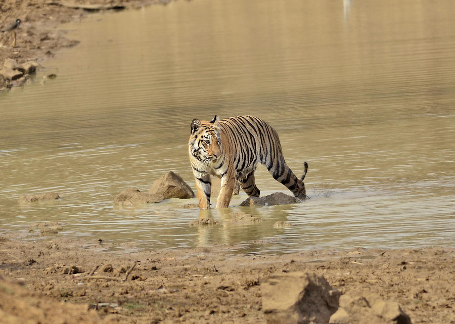 Tiger In The Lake Photograph by Safique Hazarika Photography