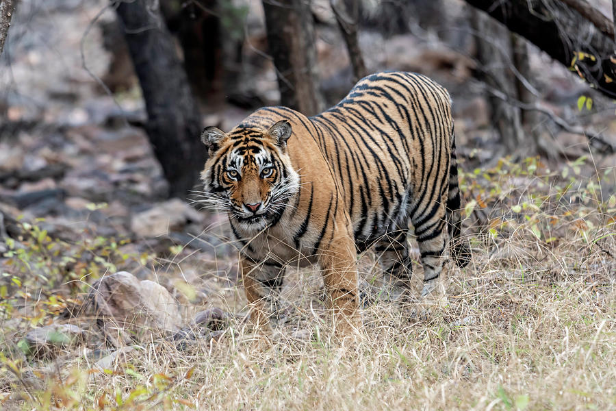Tiger in the wild Digital Art by Pravine Chester