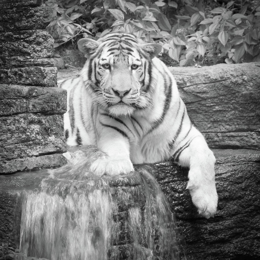 Tiger in Waterfall Black and White Photograph by Aaron Geraud - Fine ...