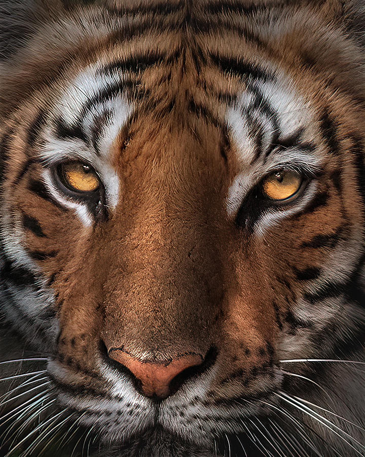 Tiger Photograph by Jayanta Guha